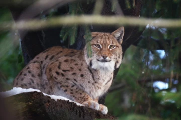 luchs