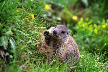 murmeltier im gras1