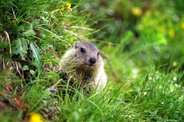 murmeltier im gras2