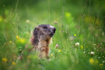 murmeltier im gras3