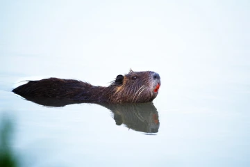 nutria