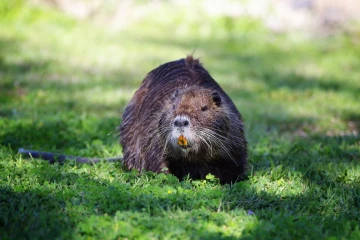 nutria