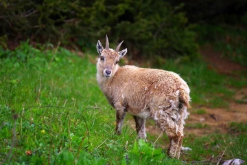 steinbock creux van