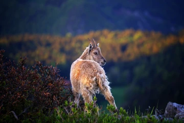 steinbock creux van