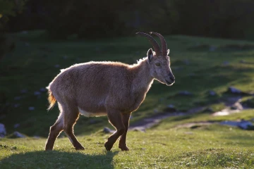 steinbock creux van