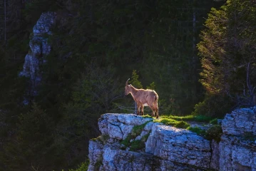 steinbock creux van
