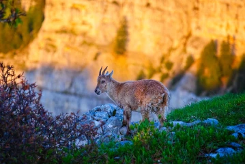 steinbock sonne