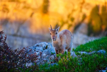 steinbock sonne