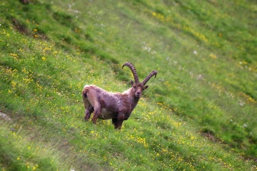 steinbock trupchun
