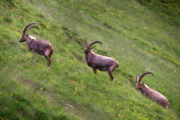 steinbock trupchun