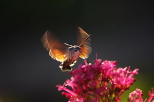 taubenschwaenzchen spornblume