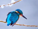 eisvogel