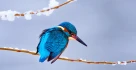 eisvogel