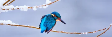 eisvogel