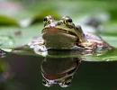 frosch