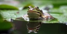 frosch
