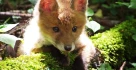 fuchs