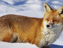 fuchs schnee