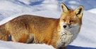fuchs schnee