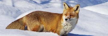 fuchs schnee