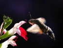 schmetterling