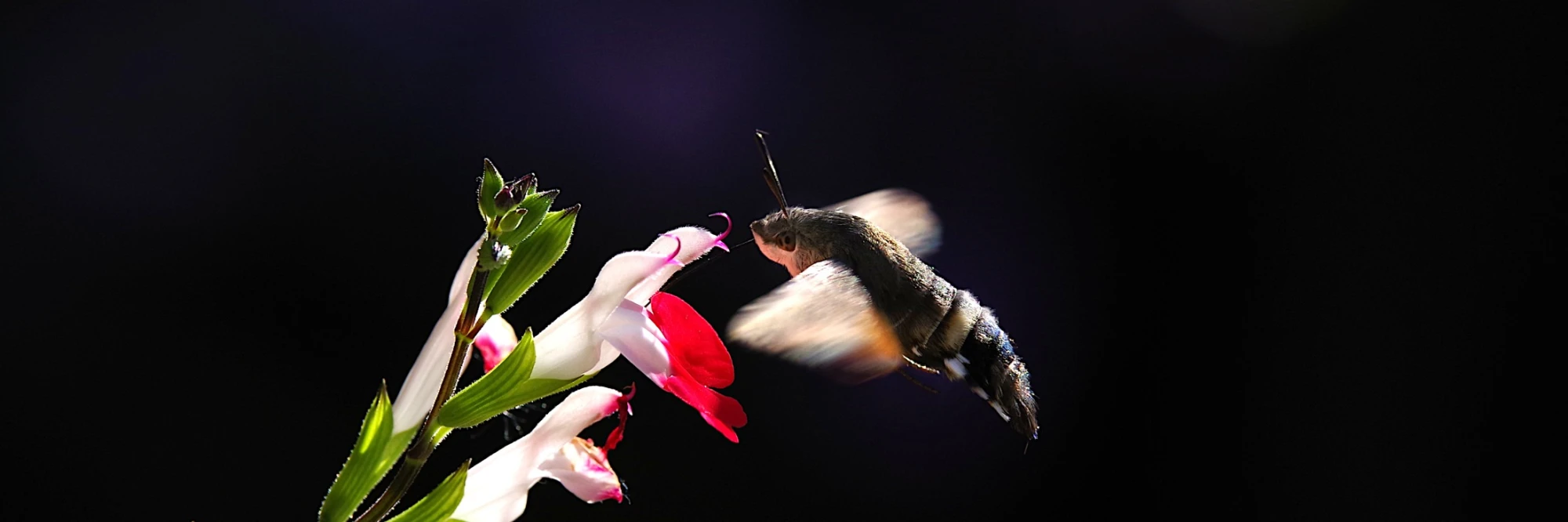 schmetterling
