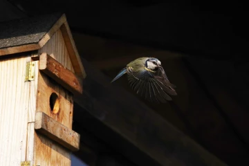 blaumeise flug