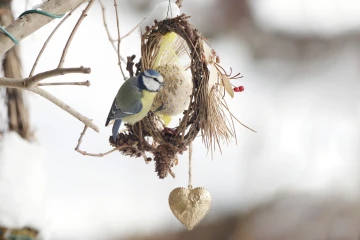 blaumeise knoedel