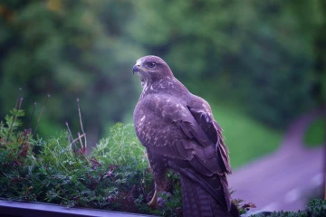 bussard rupft spatz