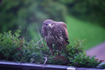 bussard rupft spatz