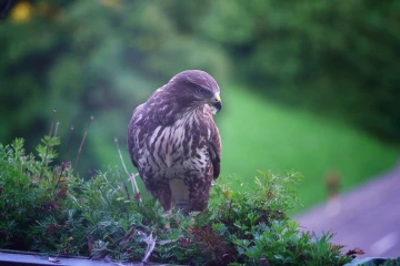 bussard rupft spatz