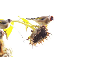 distelfink sonnenblume