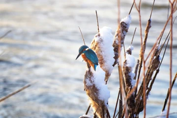 eisvogel
