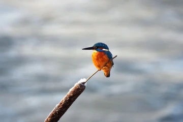 eisvogel