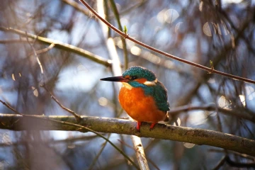 eisvogel