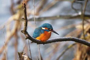 eisvogel