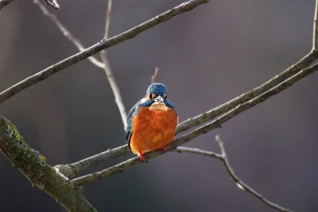 eisvogel