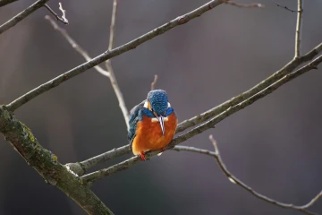 eisvogel