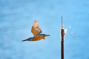 eisvogel