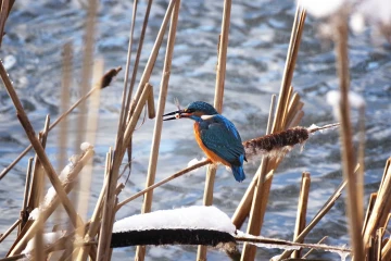 eisvogel fisch