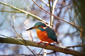 eisvogel fisch