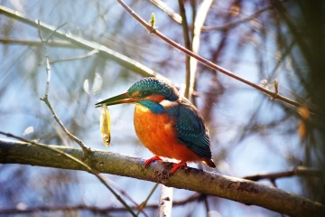 eisvogel fisch