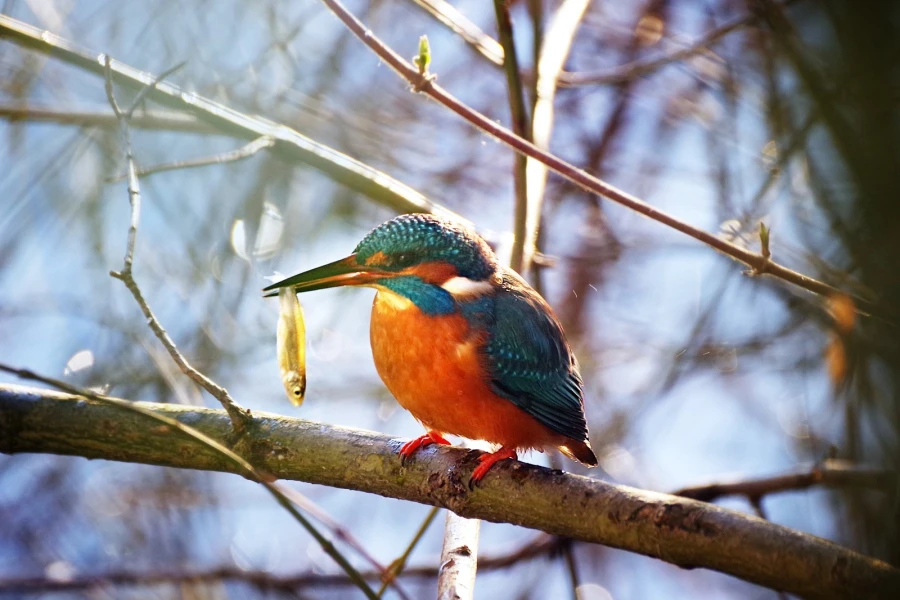 eisvogel fisch