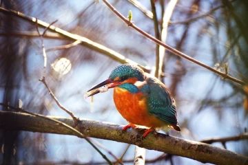 eisvogel fisch