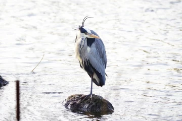 fischreiher