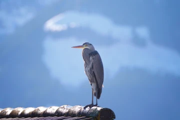 fischreiher dach