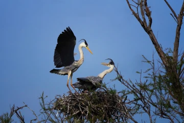 fischreiher nest