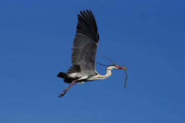 fischreiher nest