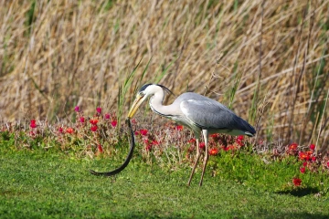 fischreiher schlange