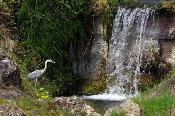 fischreiher wasserfall